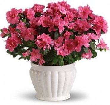 Pretty in Pink Azalea